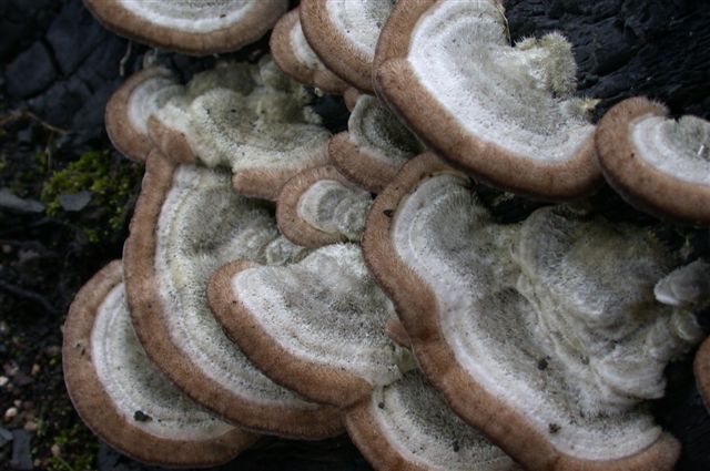 Mai visto cosi tanti... (Trametes hirsuta)